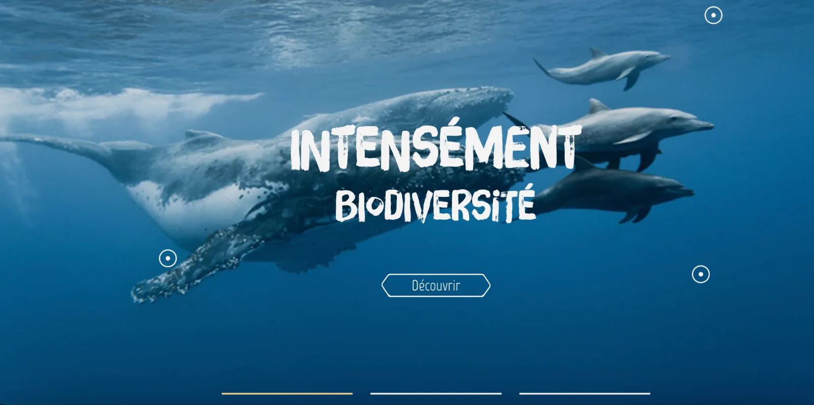 Campagne Intensément biodiversité : baleine à bosse et dauphins dans les eaux de La Réunion