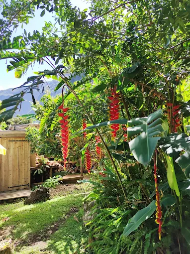 Héliconias du jardin tropical