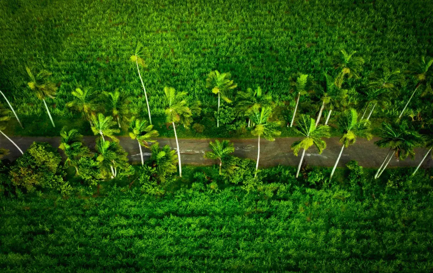 Vue aérienne d'une route bordée de cocotiers traversant des champs de canne à sucre dans l'Est de La Réunion