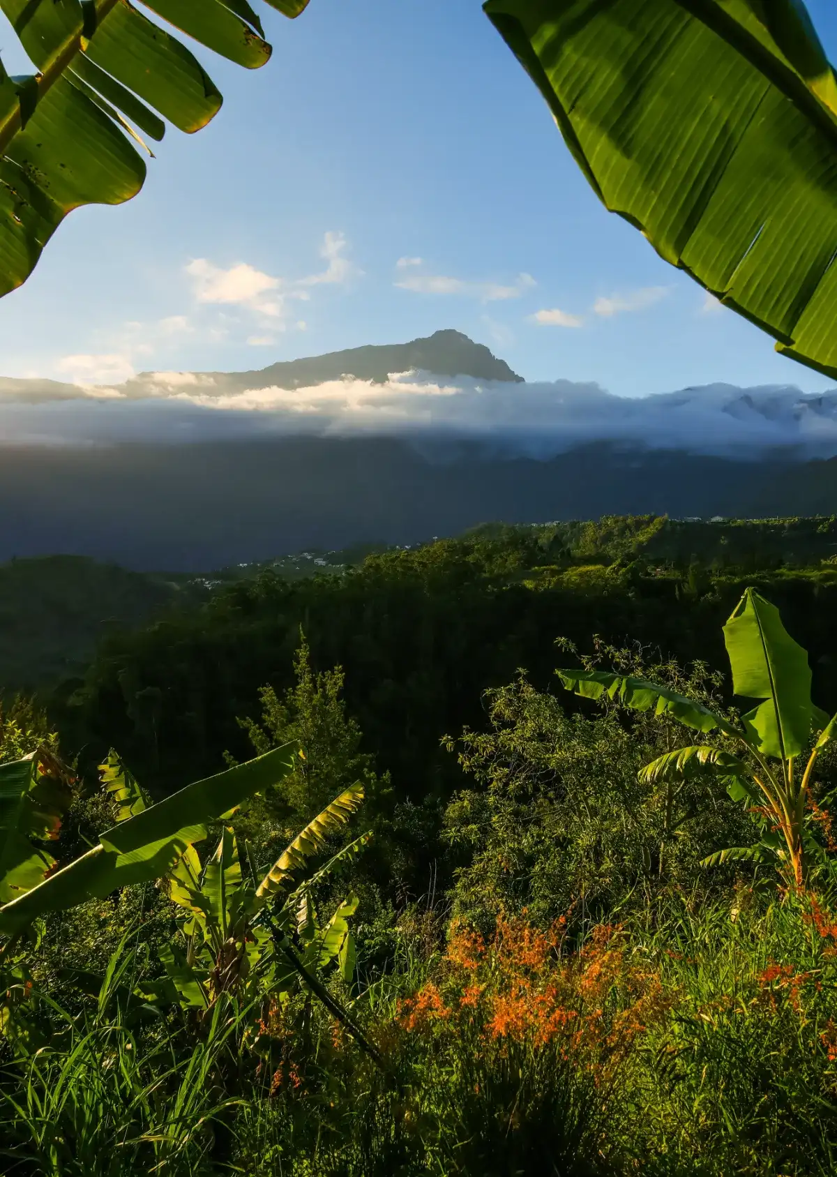 Paysage des Hauts de La Réunion au lever du soleil : bananiers au premier plan, piton et mer de nuages en arrière-plan
