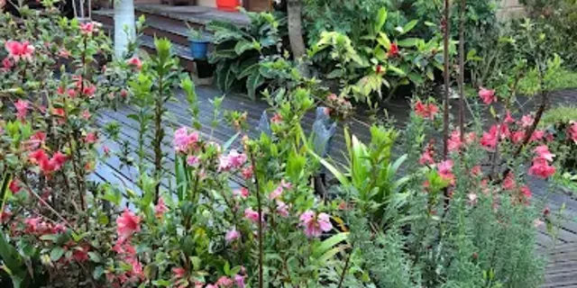 Massifs de fleurs roses devant le deck en bois de la chambre d'hôtes Les Mimosas à Grand-Bassin