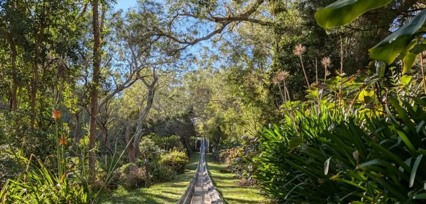 Piste de luge d'été en forêt au Maïdo, dans les hauts de La Réunion