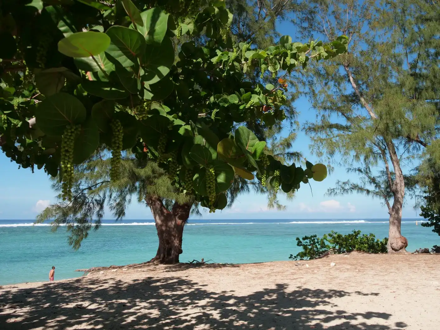 Plage de sable ombragée par des raisiniers et des filaos devant le lagon turquoise de la côte ouest de La Réunion