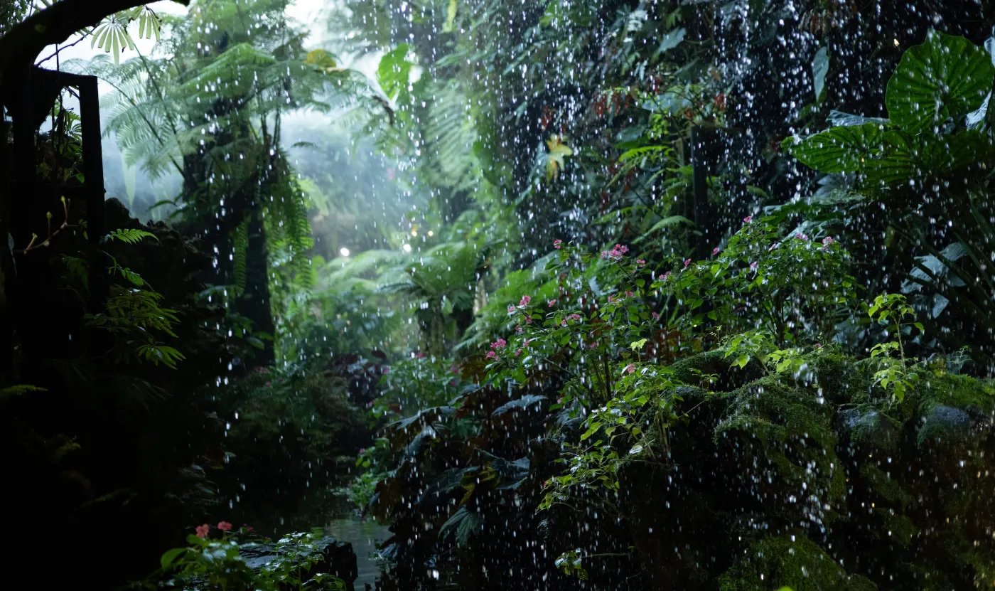 Averse tropicale sur une forêt humide de fougères arborescentes et de plantes à grandes feuilles