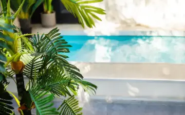 Piscine de gîte bordée de palmiers à La Réunion