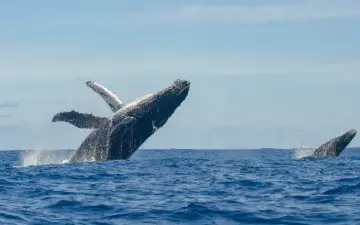 Baleines à bosse sautant au large de La Réunion